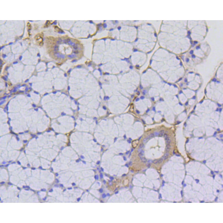 Immunohistochemistry - Anti-Acetyl-Histone H2A-K9 mAb Antibody (A11018) - Antibodies.com