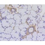 Immunohistochemistry - Anti-Acetyl-Histone H2A-K9 mAb Antibody (A11018) - Antibodies.com