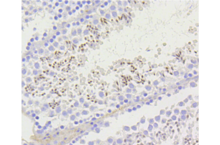 Immunohistochemistry - Anti-Acetyl-Histone H2A-K9 mAb Antibody (A11018) - Antibodies.com