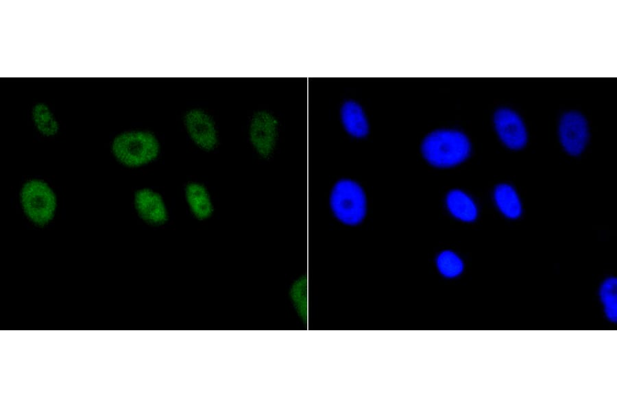 Immunofluorescence - Anti-Acetyl-Histone H2A-K9 mAb Antibody (A11018) - Antibodies.com