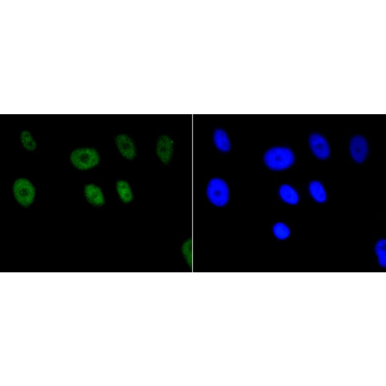 Immunofluorescence - Anti-Acetyl-Histone H2A-K9 mAb Antibody (A11018) - Antibodies.com