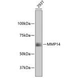 Western Blot - Anti-MMP14 Antibody (A11023) - Antibodies.com