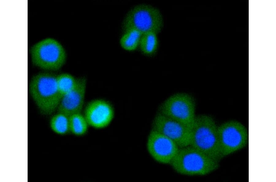 Immunofluorescence - Anti-MMP14 Antibody (A11023) - Antibodies.com