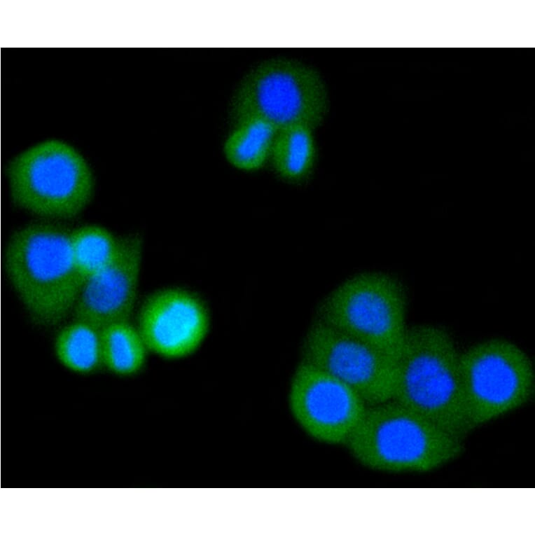 Immunofluorescence - Anti-MMP14 Antibody (A11023) - Antibodies.com