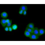 Immunofluorescence - Anti-MMP14 Antibody (A11023) - Antibodies.com