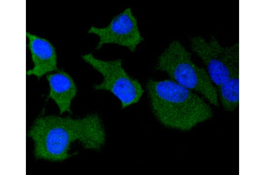 Immunofluorescence - Anti-MMP14 Antibody (A11023) - Antibodies.com