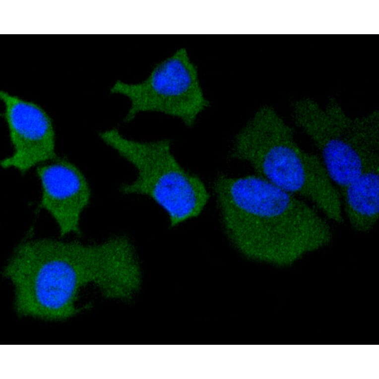 Immunofluorescence - Anti-MMP14 Antibody (A11023) - Antibodies.com
