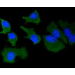 Immunofluorescence - Anti-MMP14 Antibody (A11023) - Antibodies.com