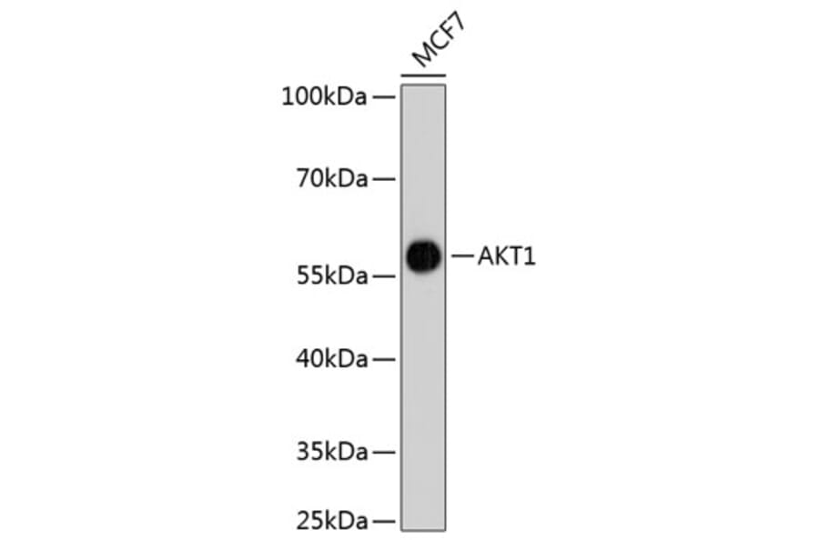 Western Blot - Anti-AKT1 Antibody (A11027) - Antibodies.com