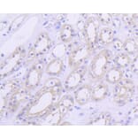 Immunohistochemistry - Anti-AKT1 Antibody (A11027) - Antibodies.com