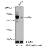 Western Blot - Anti-c-Myc Antibody (A11029) - Antibodies.com
