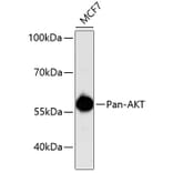 Western Blot - Anti-Pan-AKT Antibody (A11030) - Antibodies.com