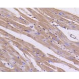 Immunohistochemistry - Anti-Pan-AKT Antibody (A11030) - Antibodies.com