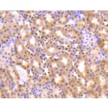 Immunohistochemistry - Anti-Pan-AKT Antibody (A11030) - Antibodies.com