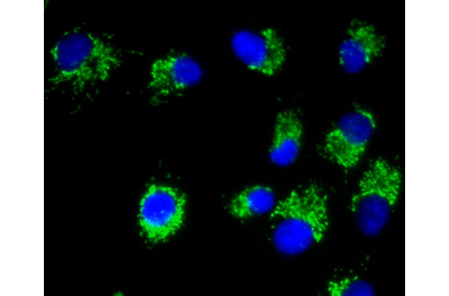 Immunofluorescence - Anti-Pan-AKT Antibody (A11030) - Antibodies.com