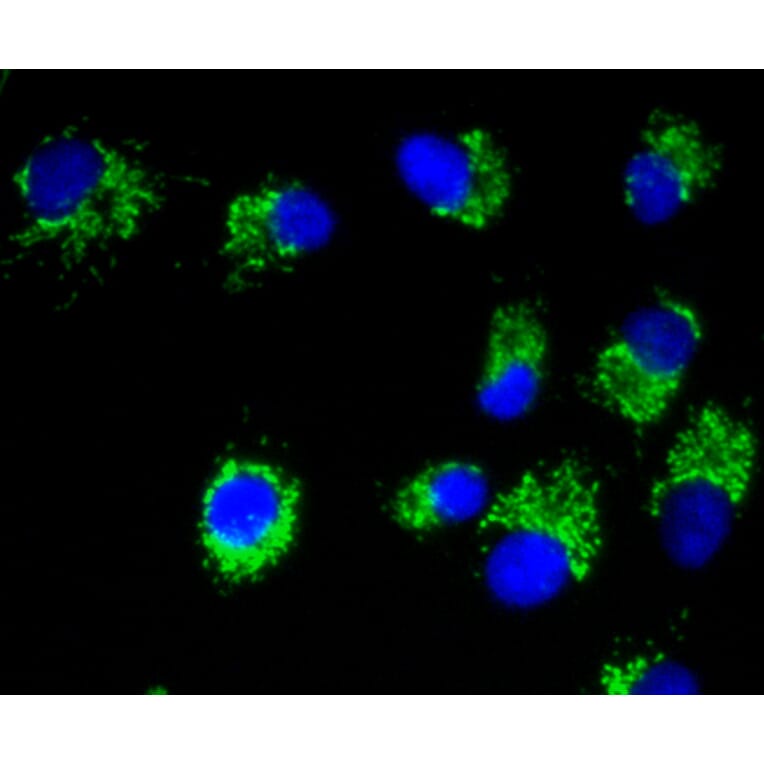 Immunofluorescence - Anti-Pan-AKT Antibody (A11030) - Antibodies.com