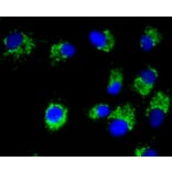 Immunofluorescence - Anti-Pan-AKT Antibody (A11030) - Antibodies.com