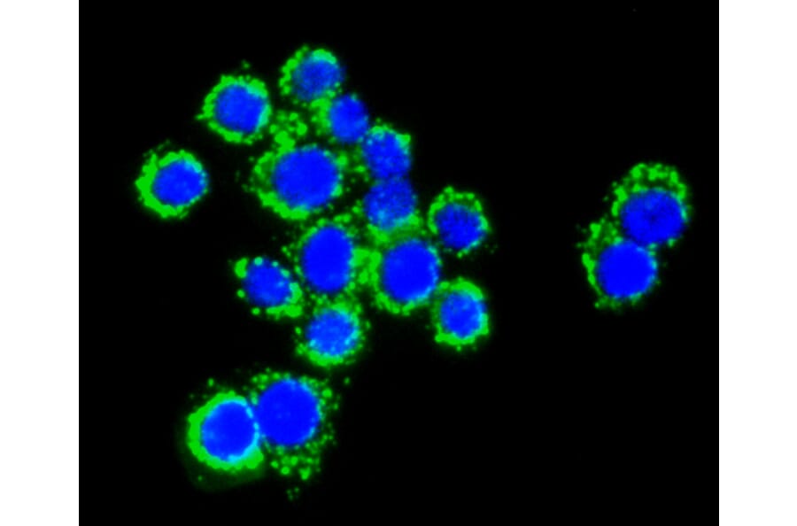 Immunofluorescence - Anti-Pan-AKT Antibody (A11030) - Antibodies.com