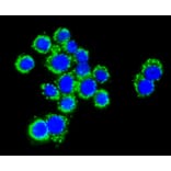Immunofluorescence - Anti-Pan-AKT Antibody (A11030) - Antibodies.com