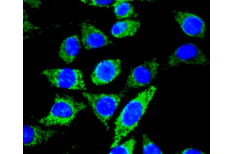 Immunofluorescence - Anti-Pan-AKT Antibody (A11030) - Antibodies.com