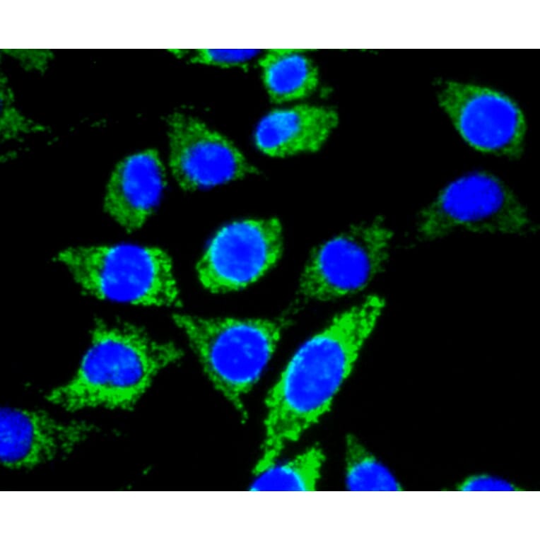 Immunofluorescence - Anti-Pan-AKT Antibody (A11030) - Antibodies.com