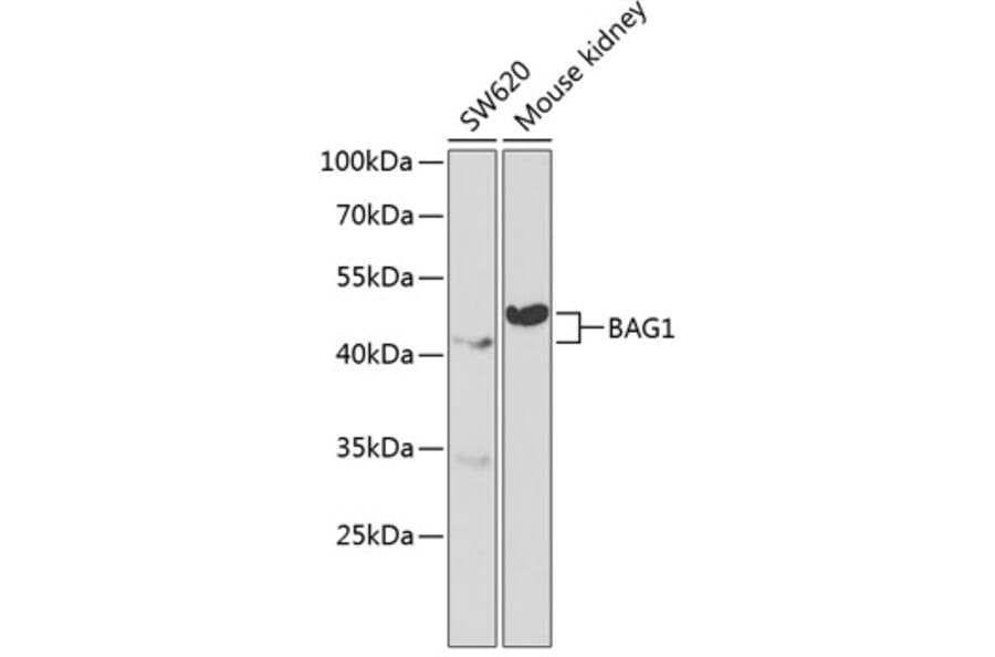 Western Blot - Anti-Bag1 Antibody (A13201) - Antibodies.com