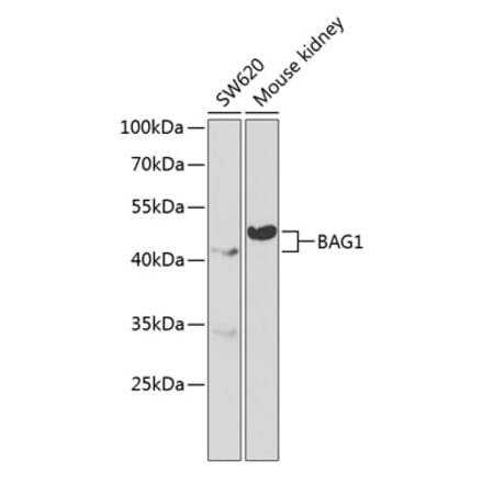 Western Blot - Anti-Bag1 Antibody (A13201) - Antibodies.com
