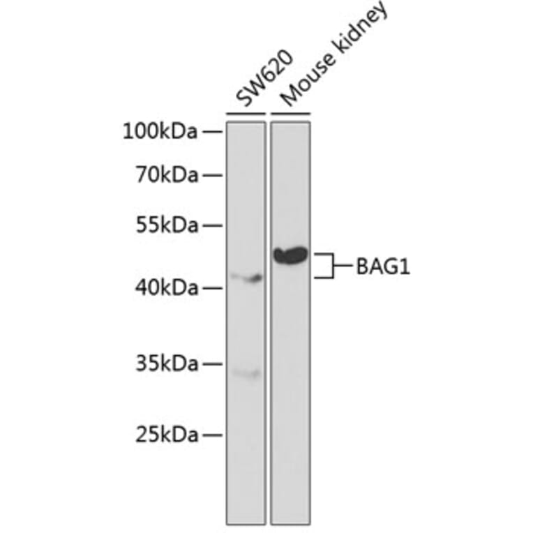 Western Blot - Anti-Bag1 Antibody (A13201) - Antibodies.com