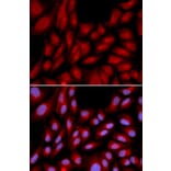 Immunofluorescence - Anti-Bag1 Antibody (A13201) - Antibodies.com