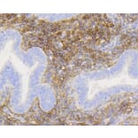 Immunohistochemistry - Anti-NGFR Antibody (A11050) - Antibodies.com