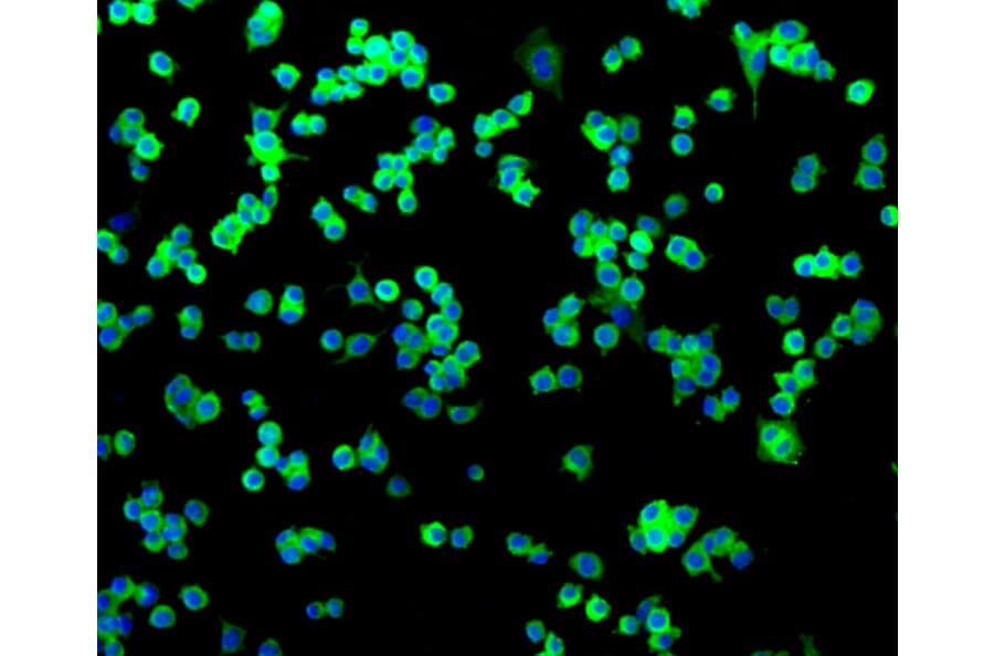 Immunofluorescence - Anti-NGFR Antibody (A11050) - Antibodies.com