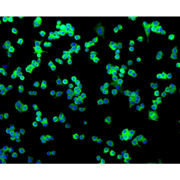 Immunofluorescence - Anti-NGFR Antibody (A11050) - Antibodies.com