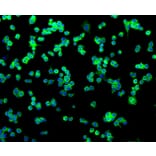 Immunofluorescence - Anti-NGFR Antibody (A11050) - Antibodies.com