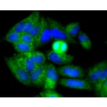 Immunofluorescence - Anti-NGFR Antibody (A11050) - Antibodies.com