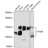 Western Blot - Anti-Integrin beta 1 Antibody (A11060) - Antibodies.com