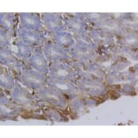 Immunohistochemistry - Anti-Integrin beta 1 Antibody (A11060) - Antibodies.com