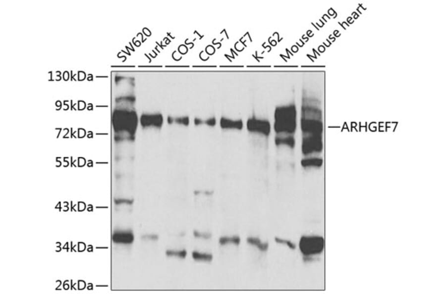 Western Blot - Anti-ARHGEF7 Antibody (A13217) - Antibodies.com