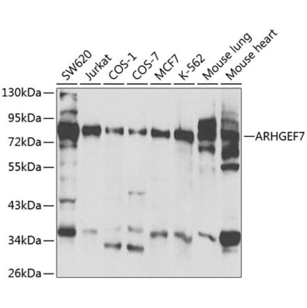 Western Blot - Anti-ARHGEF7 Antibody (A13217) - Antibodies.com