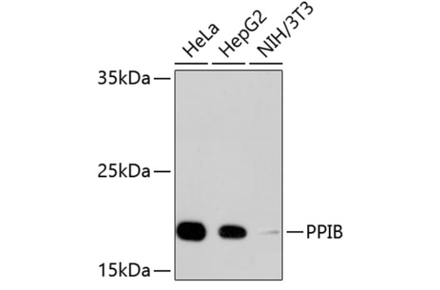 Western Blot - Anti-PPIB Antibody (A11095) - Antibodies.com
