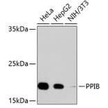 Western Blot - Anti-PPIB Antibody (A11095) - Antibodies.com