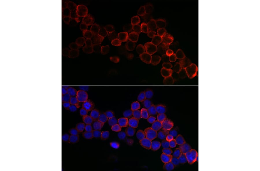 Immunofluorescence - Anti-Glutathione Peroxidase 1 Antibody (A13224) - Antibodies.com