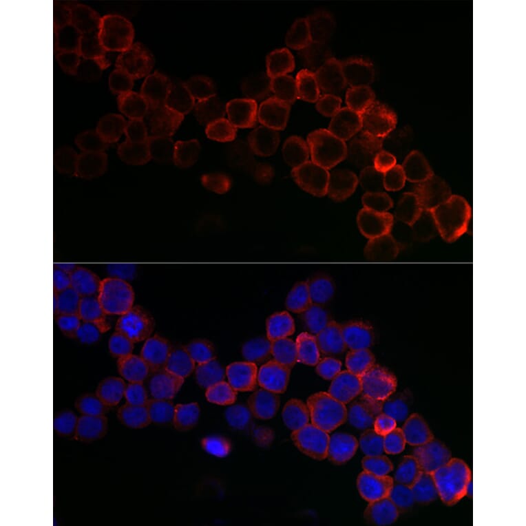 Immunofluorescence - Anti-Glutathione Peroxidase 1 Antibody (A13224) - Antibodies.com