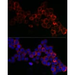 Immunofluorescence - Anti-Glutathione Peroxidase 1 Antibody (A13224) - Antibodies.com