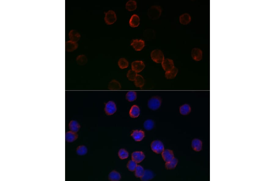 Immunofluorescence - Anti-Glutathione Peroxidase 1 Antibody (A13224) - Antibodies.com