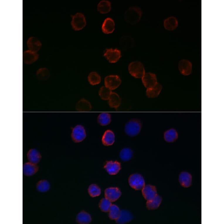 Immunofluorescence - Anti-Glutathione Peroxidase 1 Antibody (A13224) - Antibodies.com