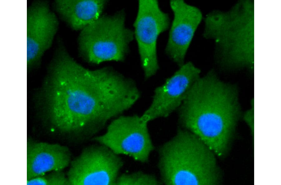 Immunofluorescence - Anti-ACLY Antibody (A11105) - Antibodies.com