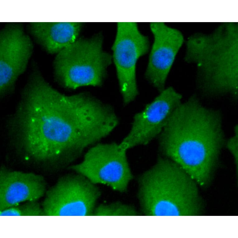 Immunofluorescence - Anti-ACLY Antibody (A11105) - Antibodies.com