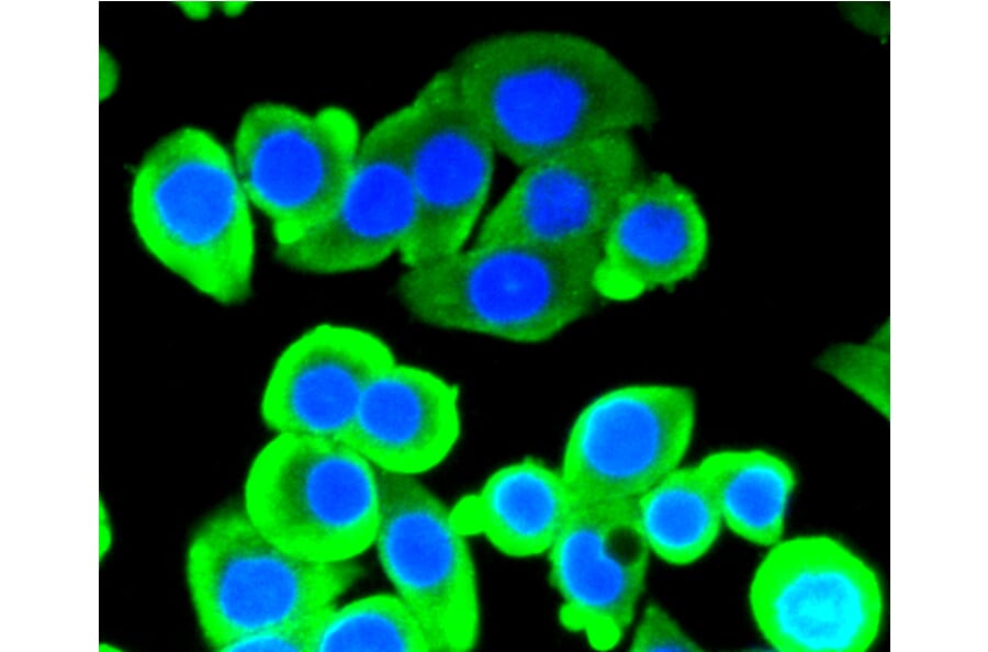 Immunofluorescence - Anti-ACLY Antibody (A11105) - Antibodies.com