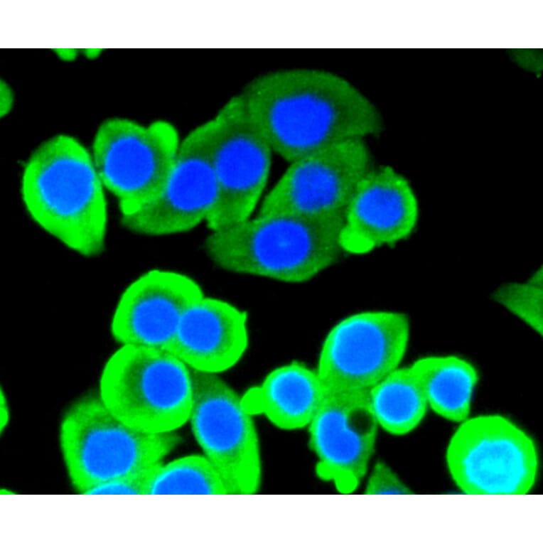 Immunofluorescence - Anti-ACLY Antibody (A11105) - Antibodies.com