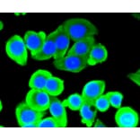 Immunofluorescence - Anti-ACLY Antibody (A11105) - Antibodies.com